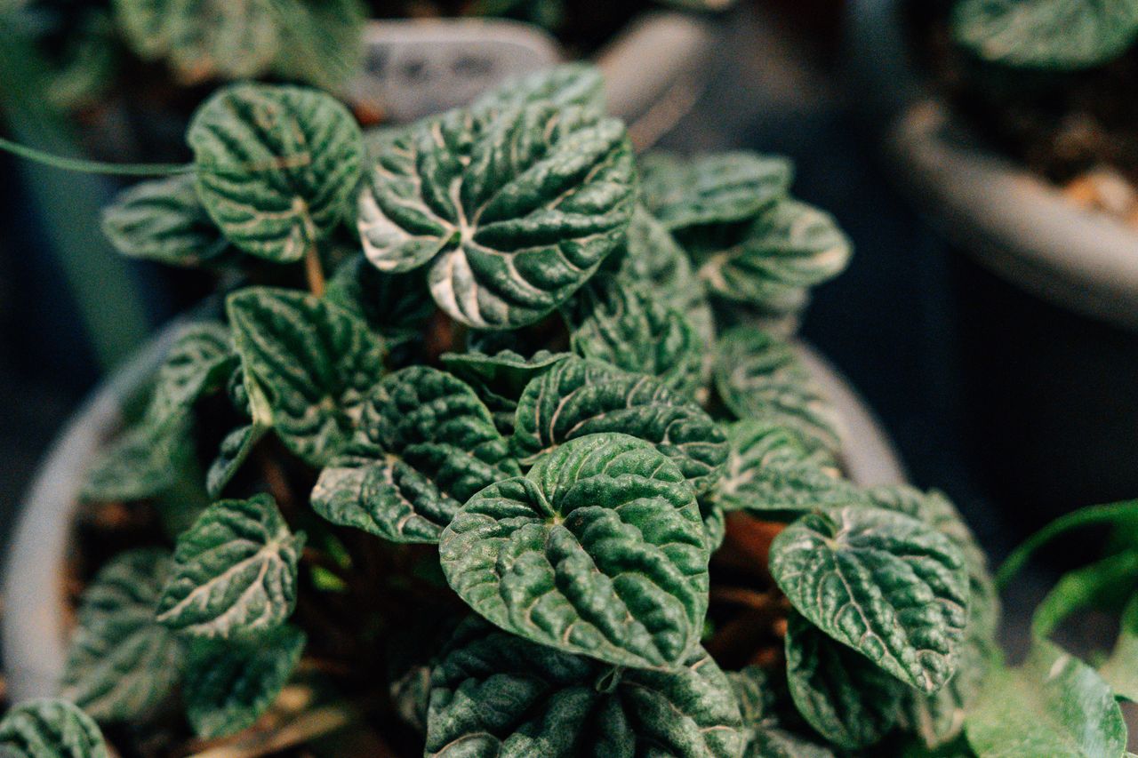 Close-up of a lush green plant with textured leaves in an indoor setting, perfect for decor.